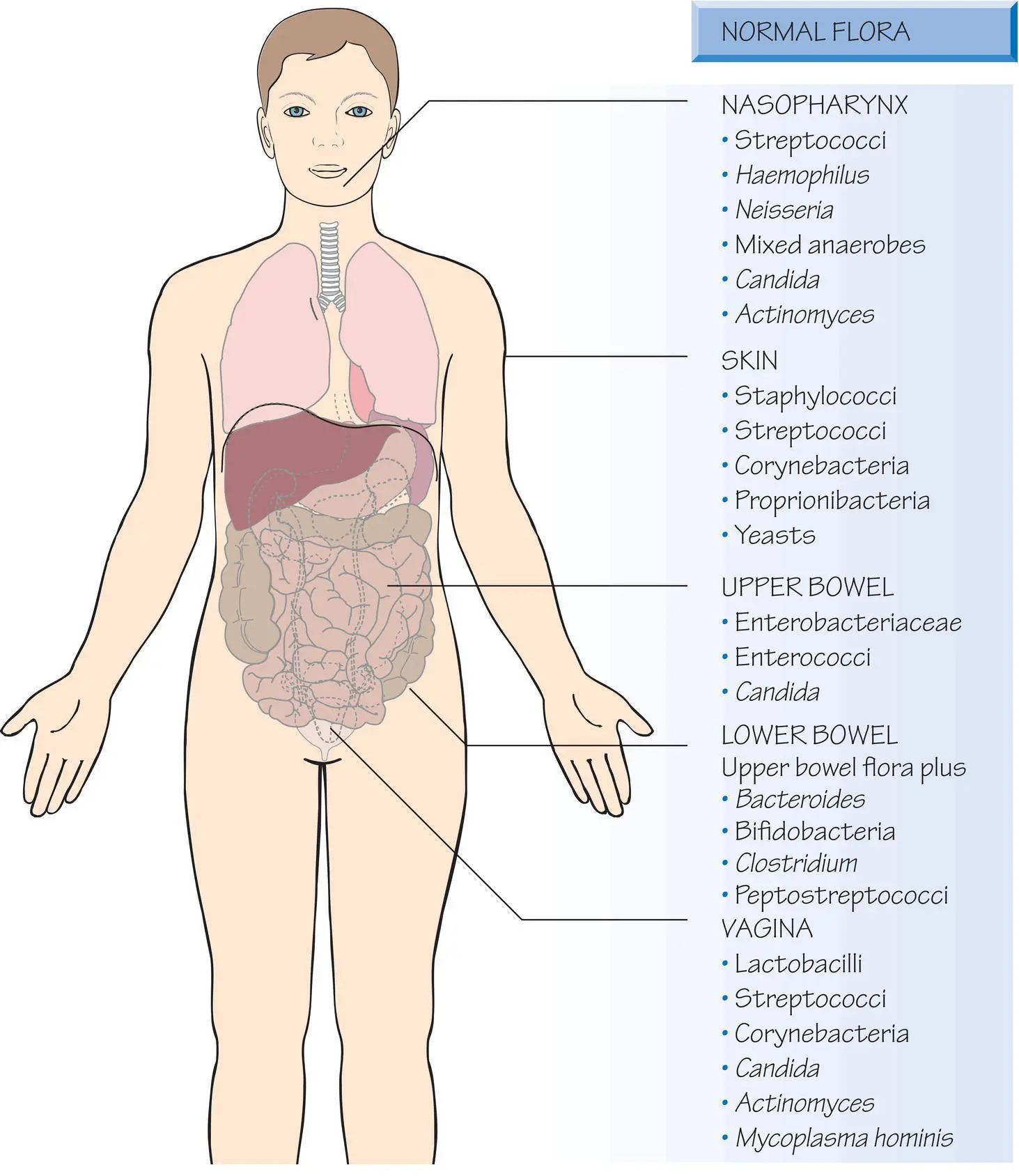 The innate immune system is a natural barrier to infection that can be overcome - фото 6