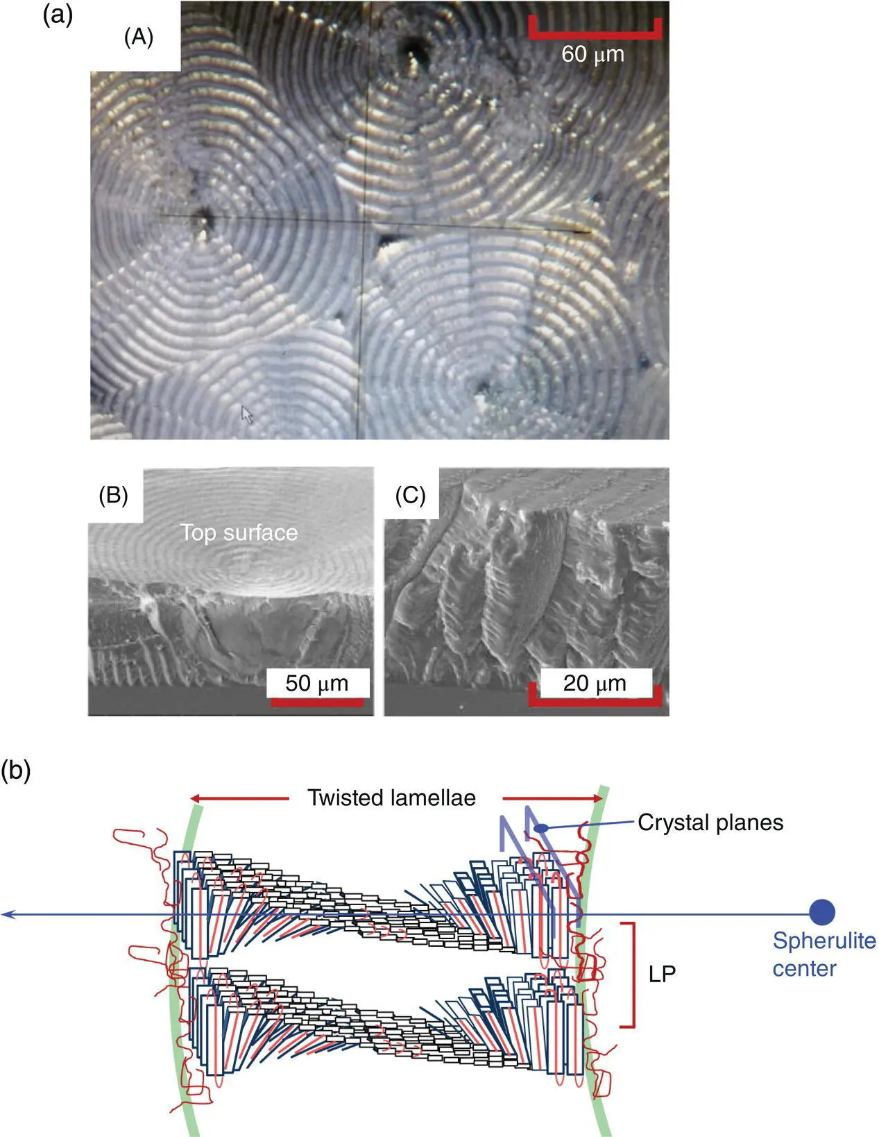 FIGURE 626 a A polarized optical microscopic image and B and C SEM - фото 154