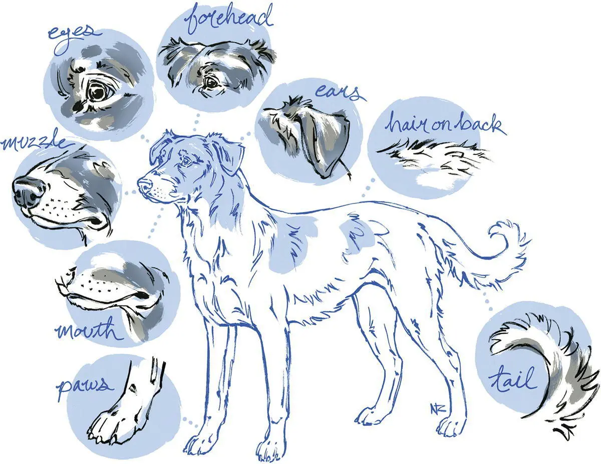 Figure 11 Body parts that contribute to canine visual communication Source - фото 4