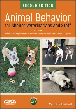 Неизвестный Автор Animal Behavior for Shelter Veterinarians and Staff обложка книги