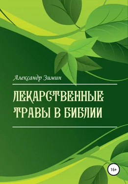 Александр Зимин Лекарственные травы в Библии обложка книги