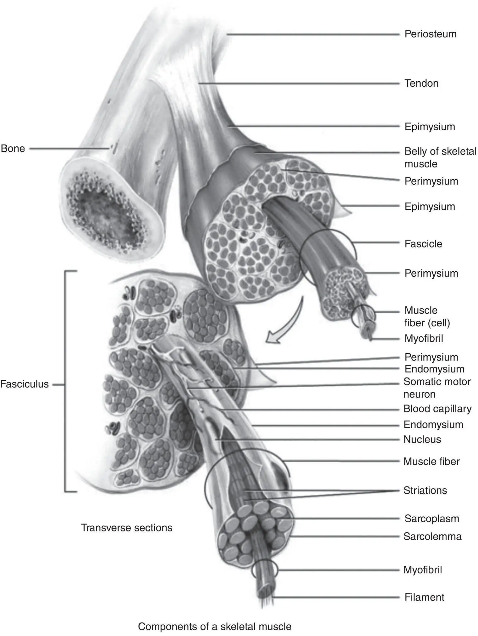 Figure 36 Structure of a skeletal muscle Tortora G J Derrickson B H - фото 15