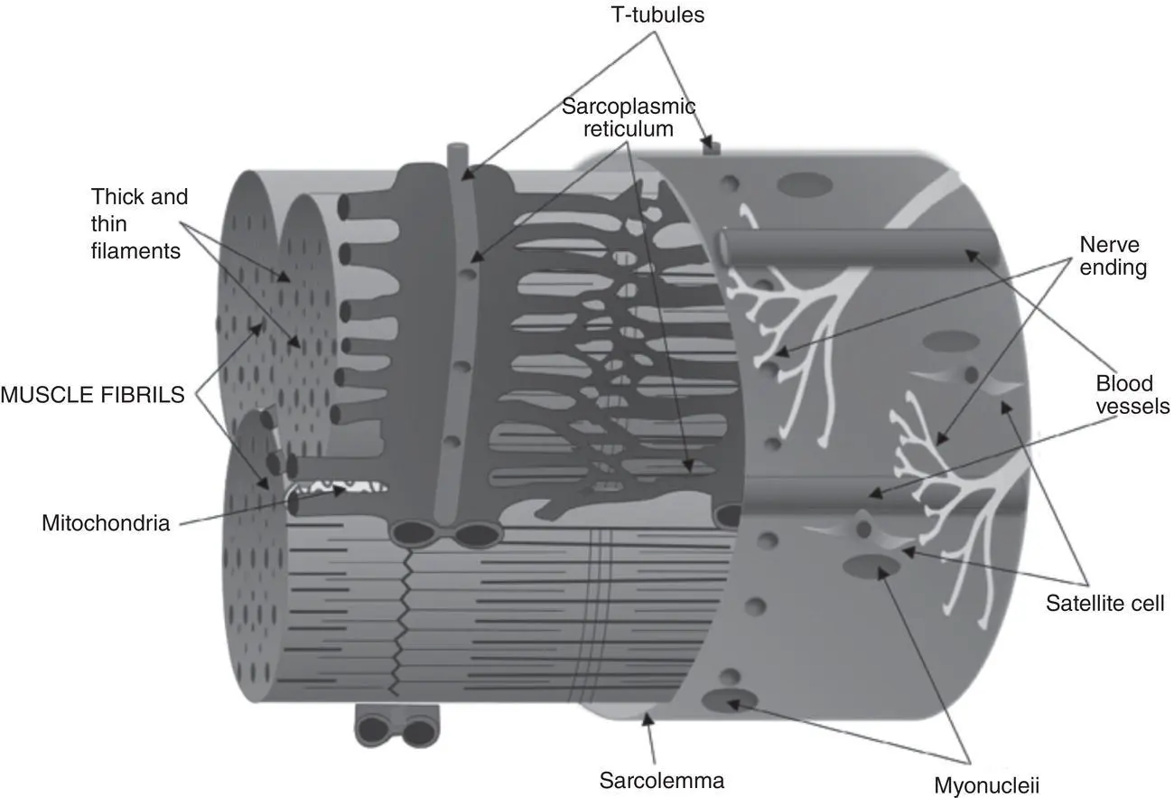 Figure 38 Diagram of the sarcoplasmic reticulum and Ttubule system of a - фото 17