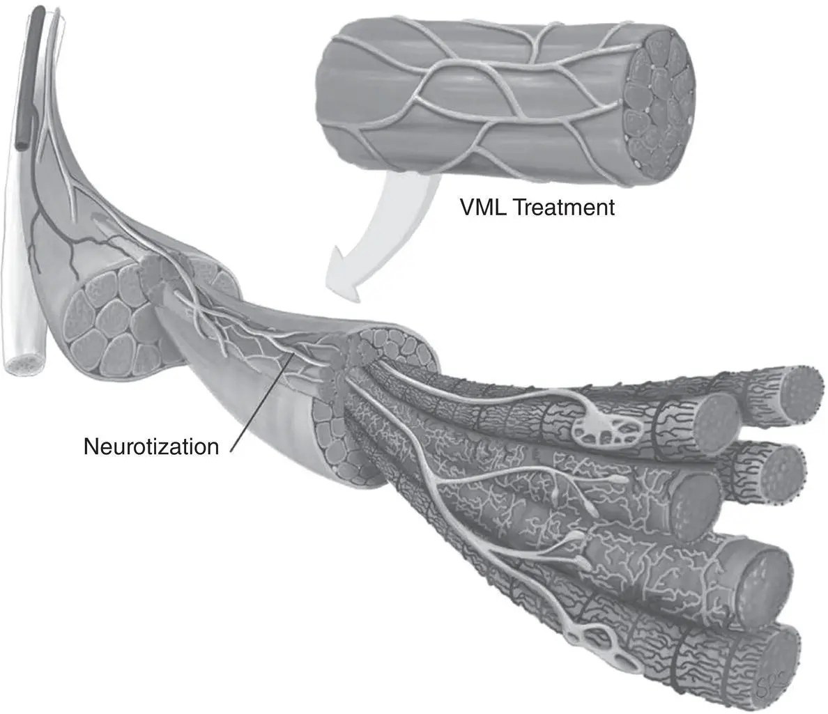 Figure 39 Vascular anatomy within skeletal muscle a Highly organized - фото 18