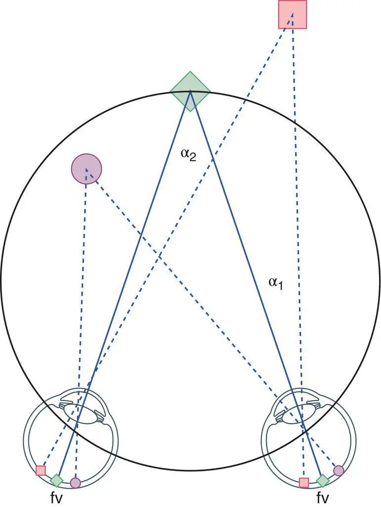 Figure 218 Binocular disparity and the perception of stereoscopic depth The - фото 80