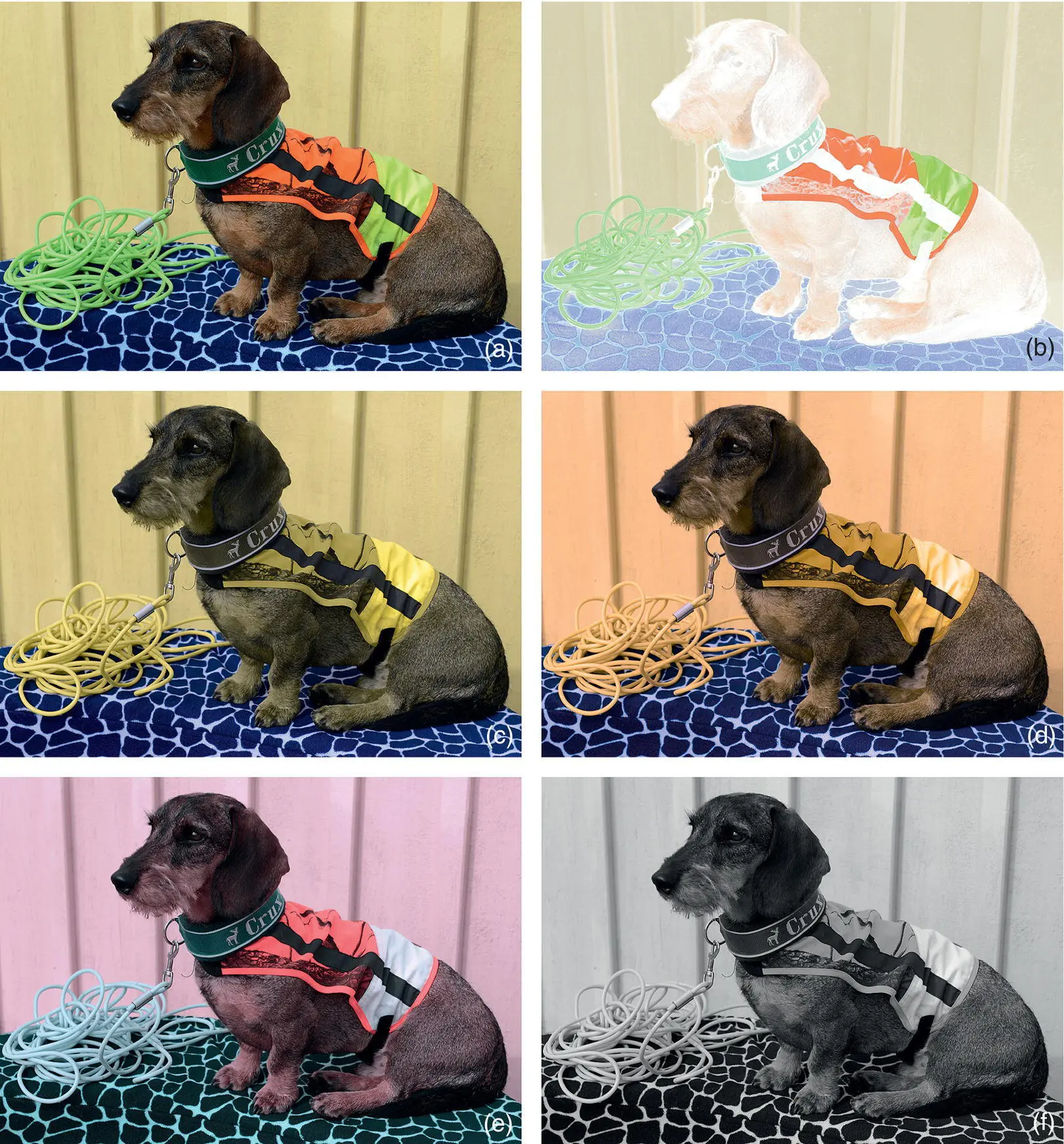Figure 219 A colorful dog as seen by a normal trichromat a In b the - фото 81