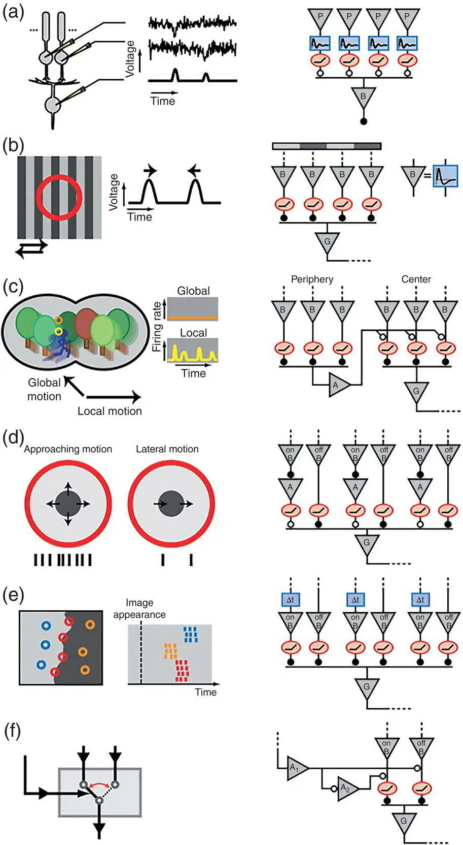 Figure 215 A considerable amount of processing of data from the photoreceptors - фото 77