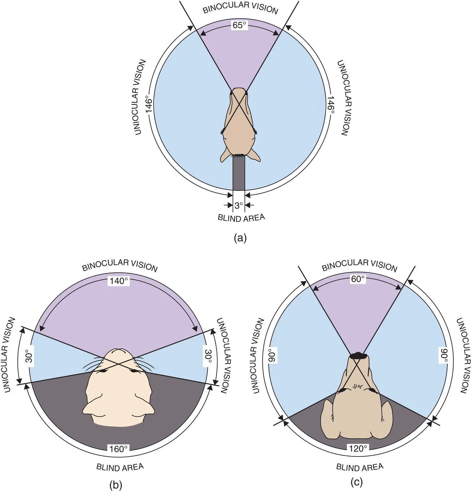 Figure 217 a The visual field of the horse showing a frontal binocular field - фото 79