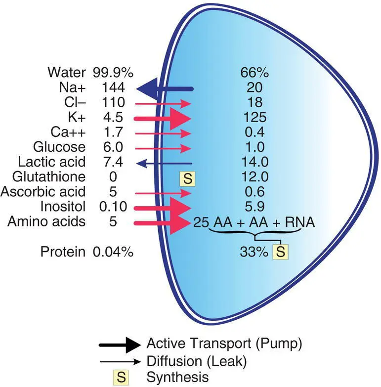 Figure 27 Chemical composition of the aqueous humor and lens Water and - фото 68