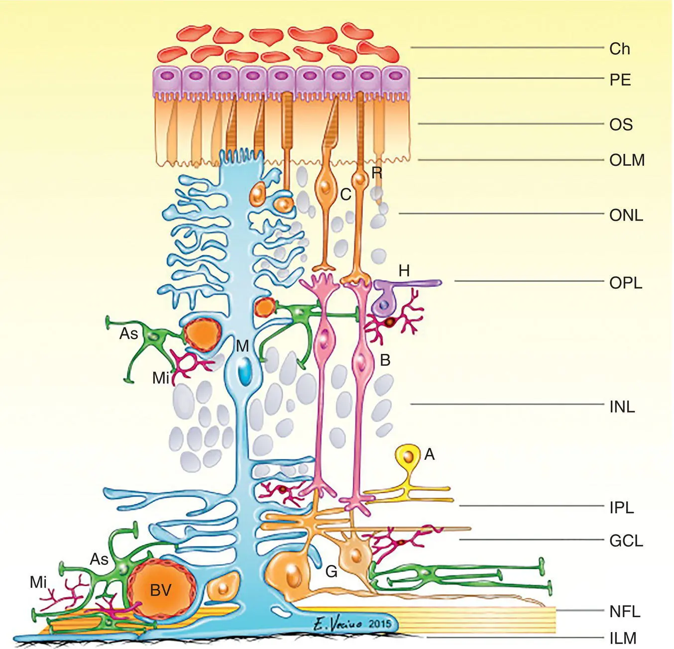 Figure 213 Schematic drawing of the mammalian retina with part of the choroid - фото 75