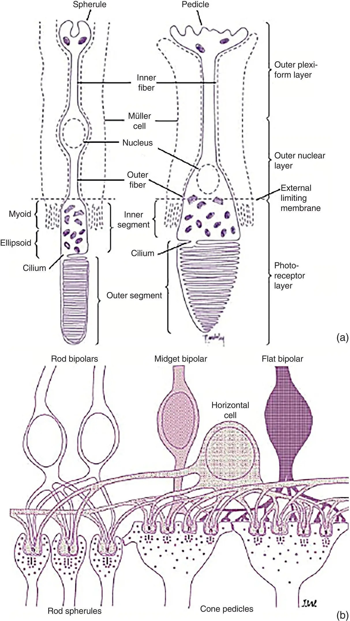 Figure 214 a The discs of the outer segments facing the retinal pigment - фото 76