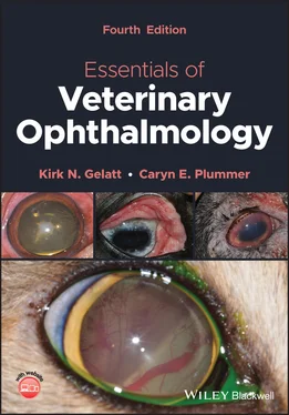 Kirk N. Gelatt Essentials of Veterinary Ophthalmology обложка книги