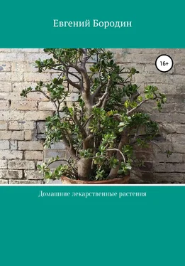 Евгений Бородин Домашние лекарственные растения обложка книги