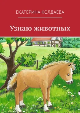 Екатерина Колдаева Узнаю животных обложка книги