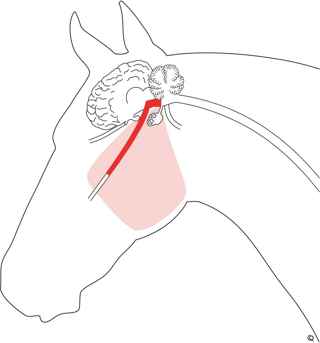 With denervation of the muscles of mastication the masseter temporalis - фото 103