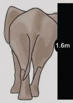 Astute observational studies of sleepwake cycling in domestic animals can - фото 83