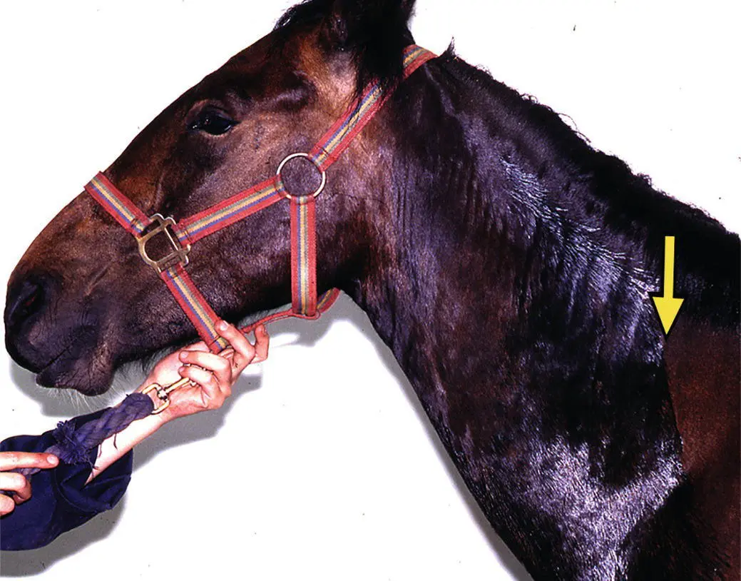 Figure 106 This horse was injected with local anesthetic solution in the - фото 94