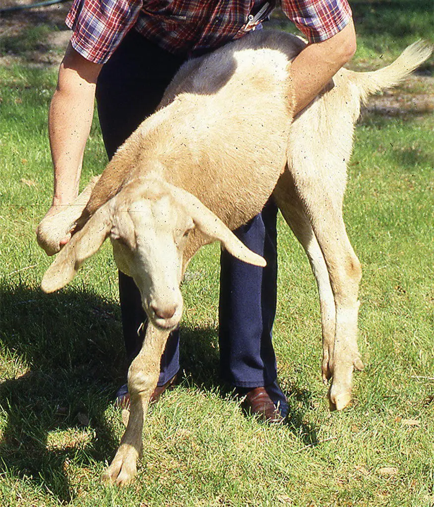Figure 24 Performing postural reactions such as hopping on one thoracic limb - фото 17