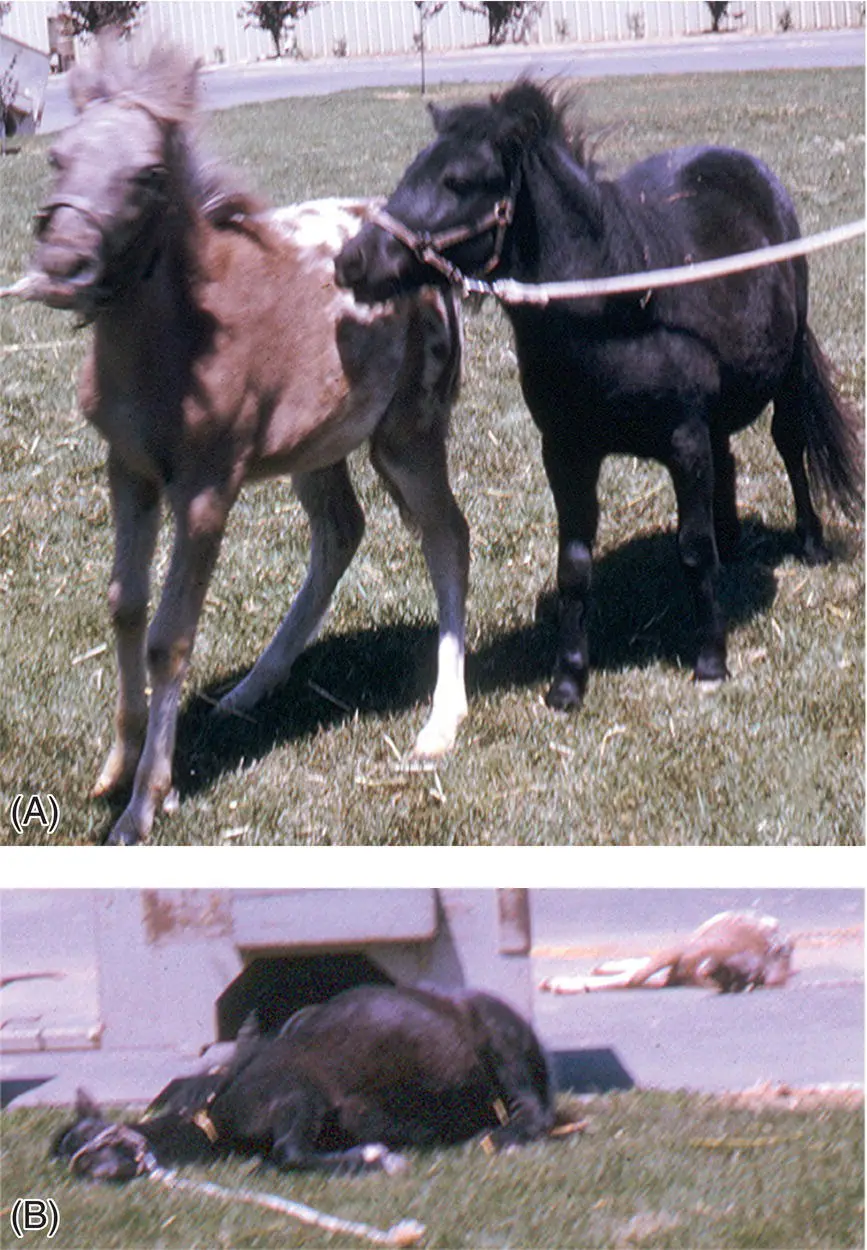 Figure 71 Familial narcolepsy with cataplexy as seen in these two ponies is - фото 82