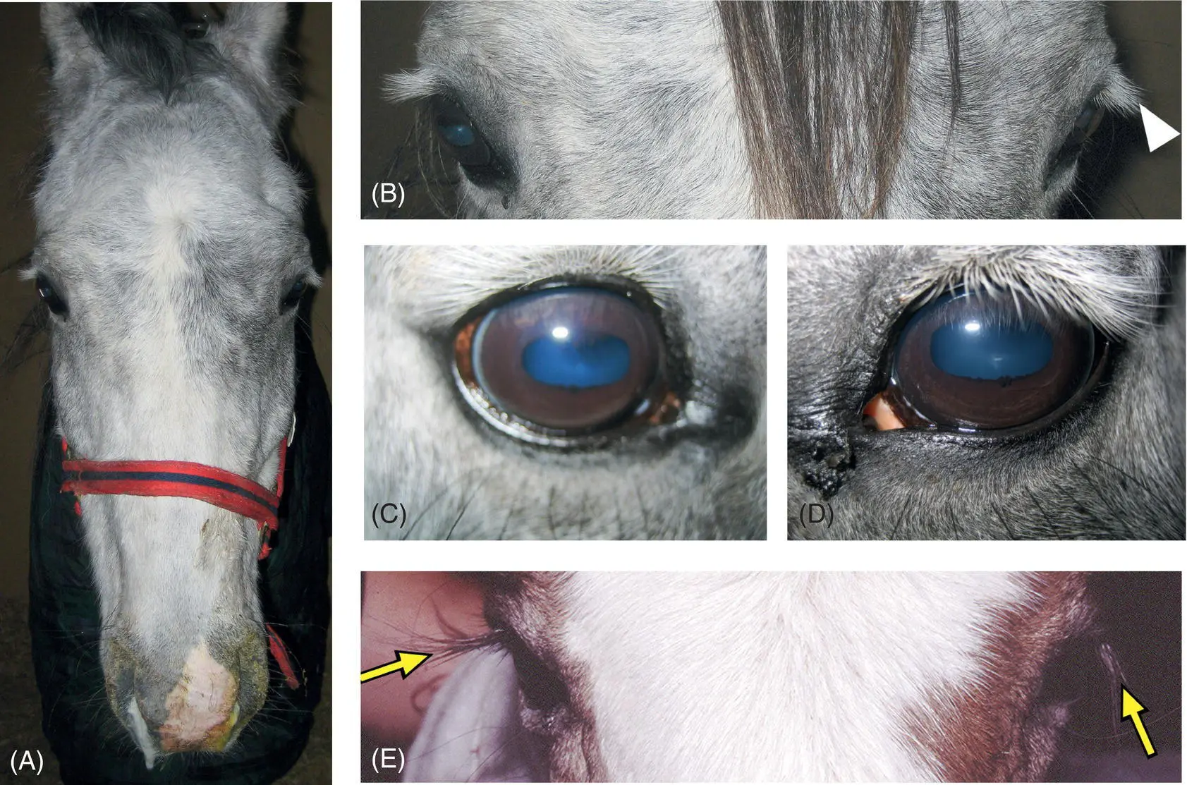 Figure 105 This horse is suffering from guttural pouch GP mycosis with - фото 93