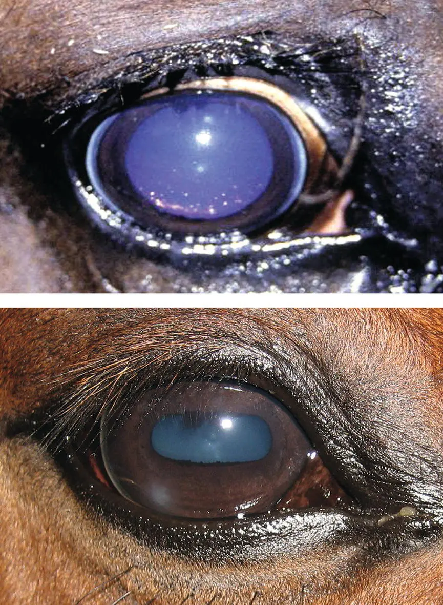 Figure 91 Following head trauma bilateral blindness with dilated and - фото 87