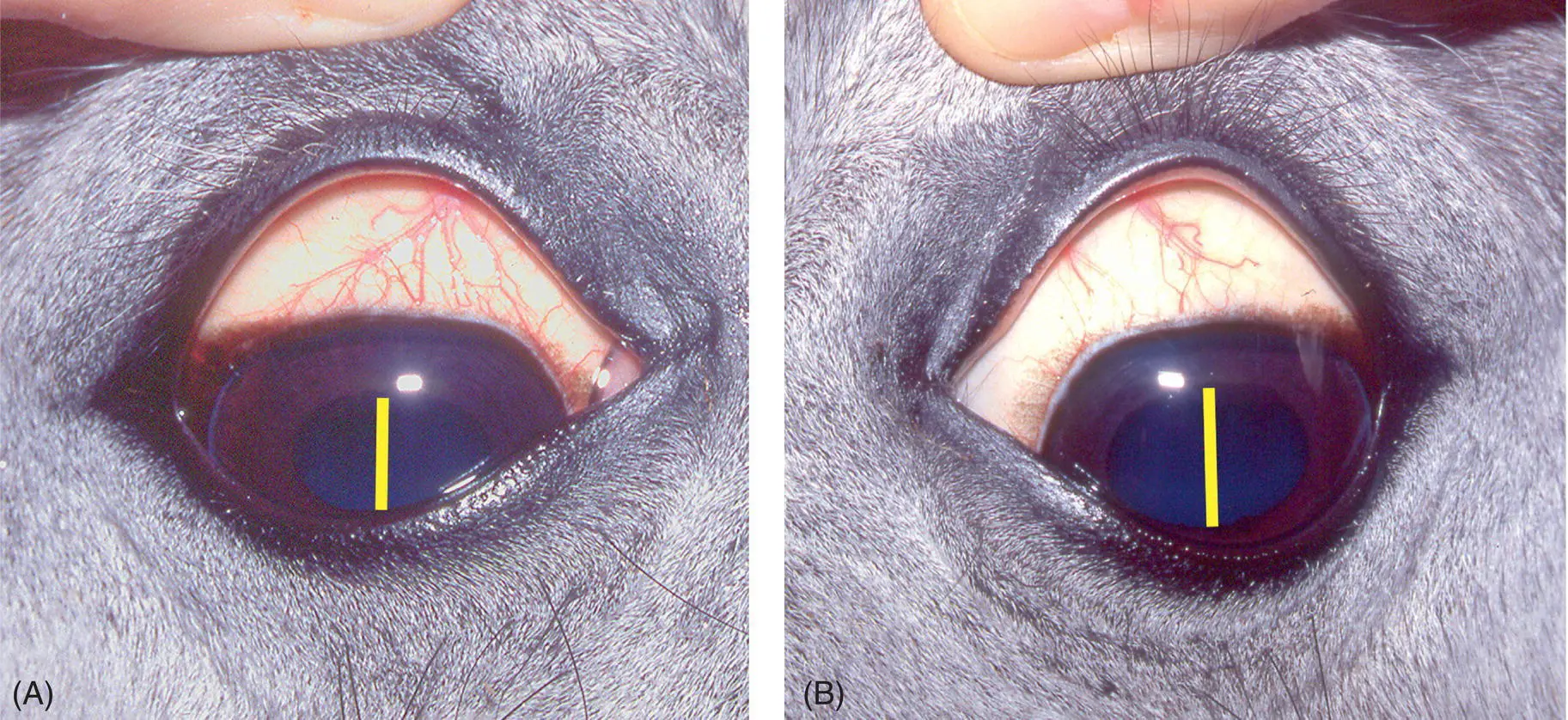 Figure 104 In this case of acute temporary experimental Horner syndrome - фото 92