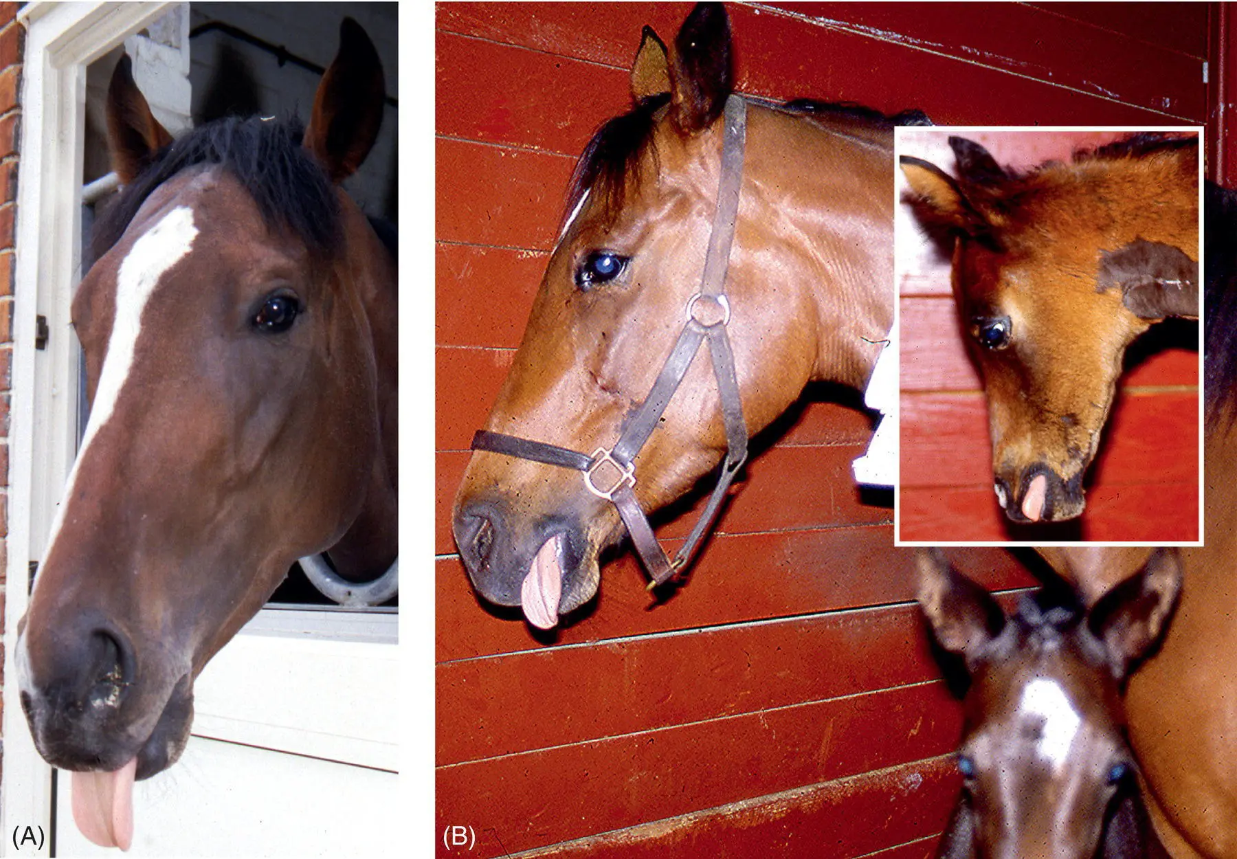 Figure 56 The Thoroughbred racehorse shown here A is a tongue sucker and - фото 74
