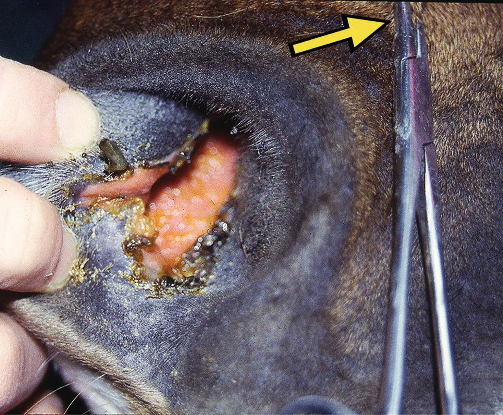 Figure 131 Facial analgesia is evident in the bright and alert horse shown - фото 111