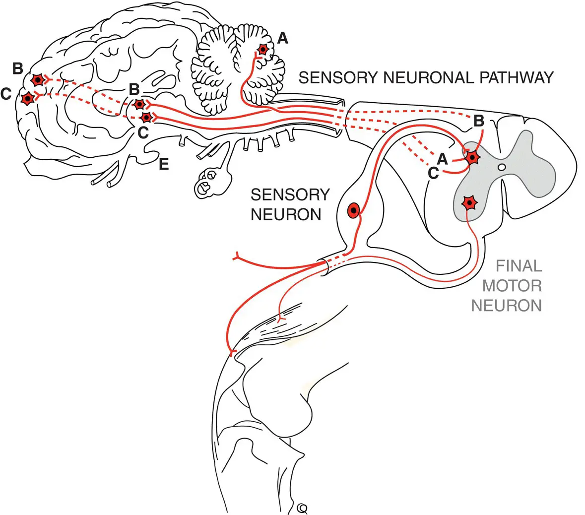 Figure 14 Sensory pathways convey somatic proprioceptive and visceral input - фото 8
