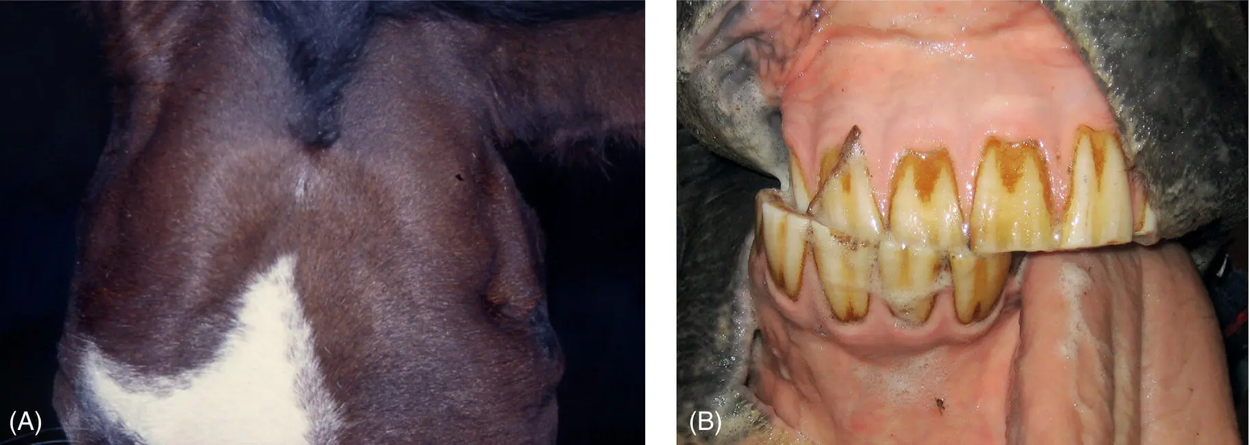 Figure 121 This horse suffered total left trigeminal nerve trauma from direct - фото 104
