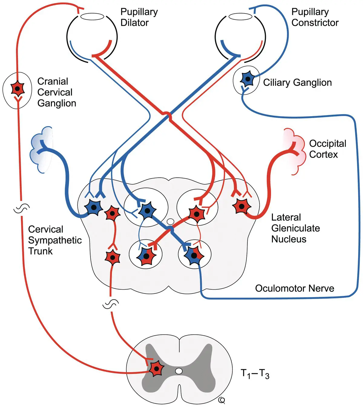 Figure 29 Visual and light pathways The first observation of CN III function - фото 22
