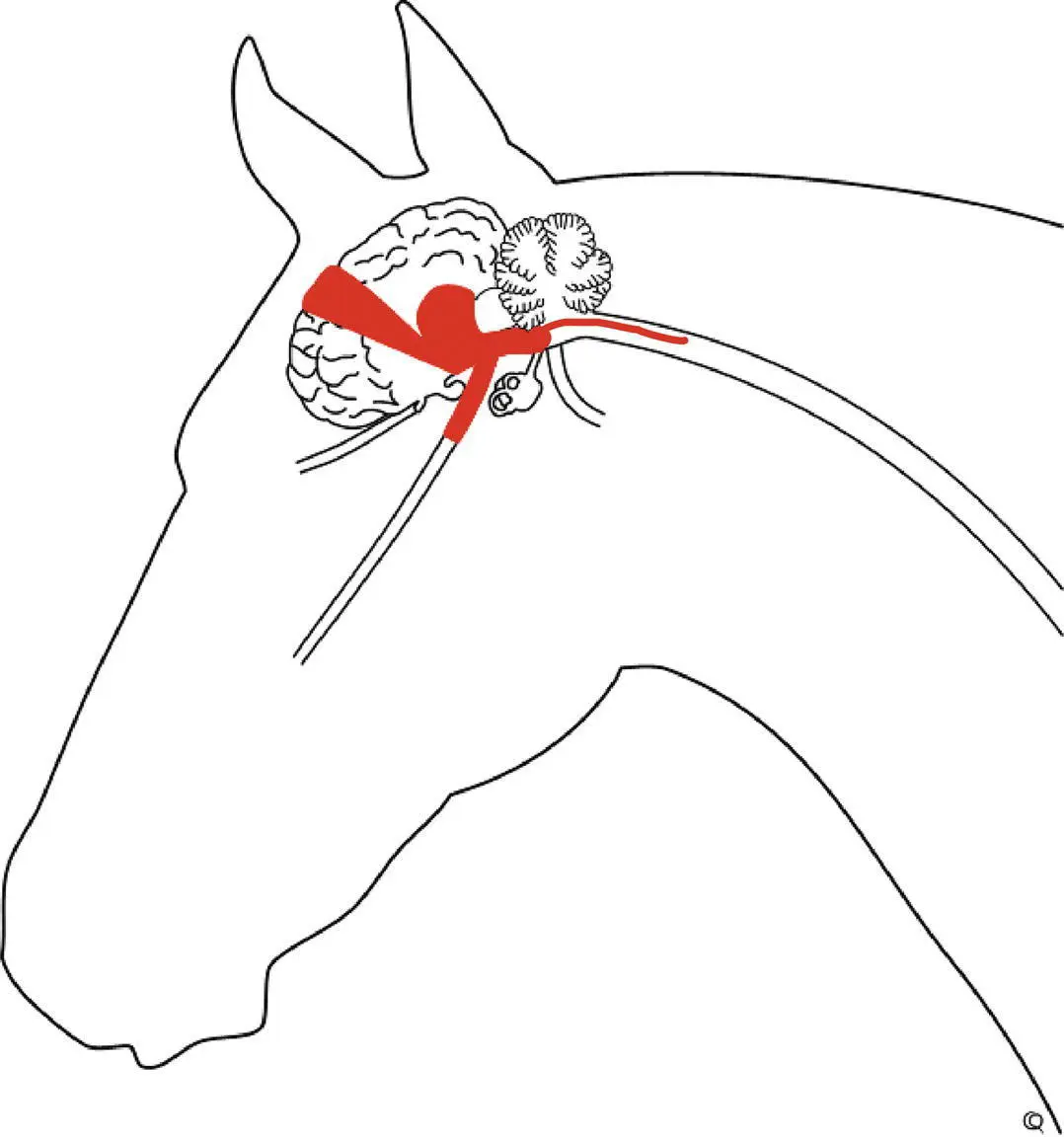 Many animals mentally obtunded because of marked systemic illness and - фото 110