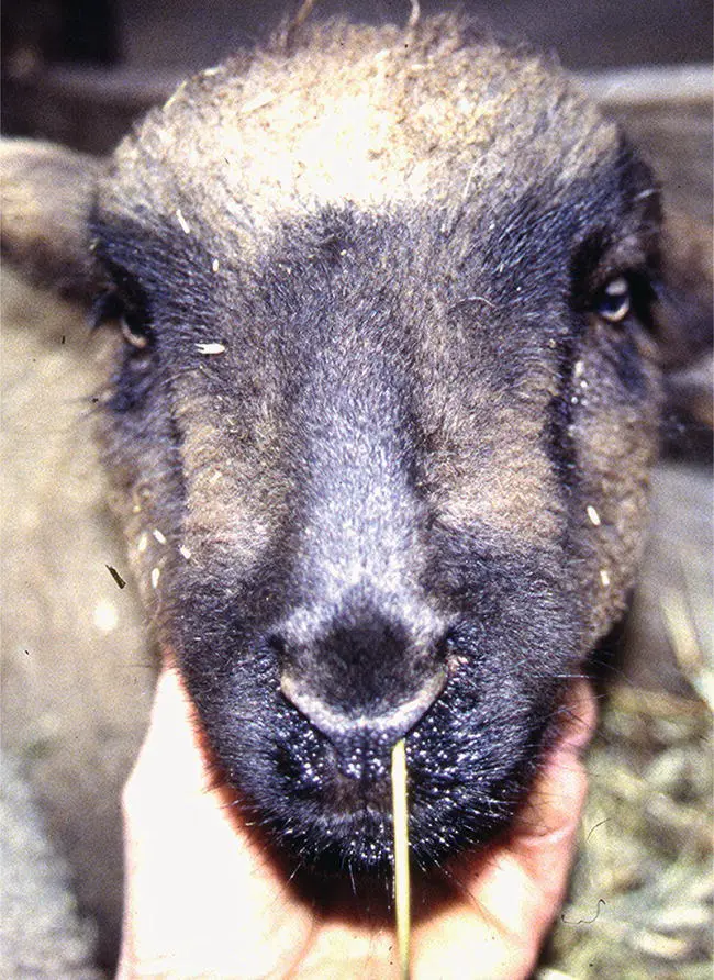 Figure 133 Oblivious to the presence of a straw stuck in its left nasal - фото 113