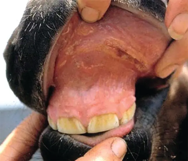 Evidence of prior selfinflicted trauma over bony prominences or on the tongue - фото 80