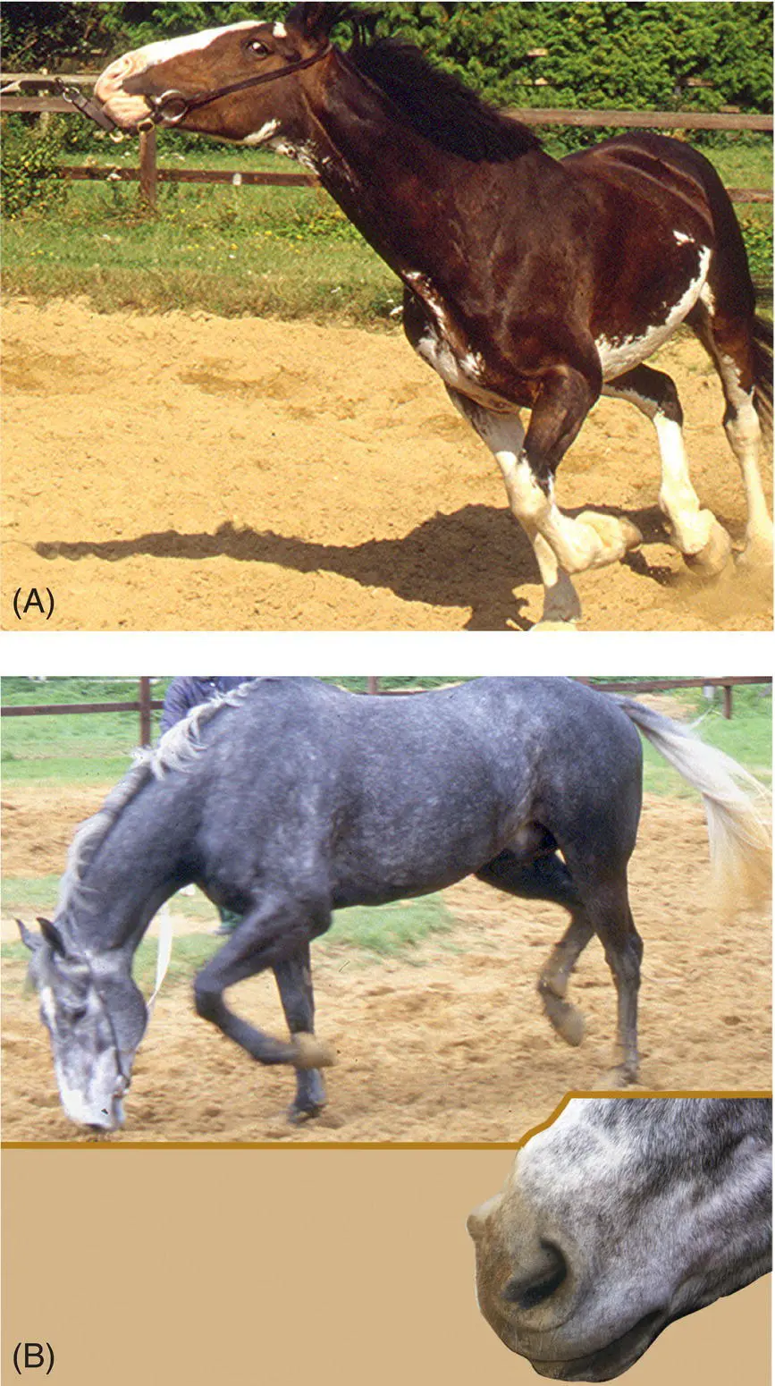 Figure 57 Horses diagnosed as headshakers usually have little else in the way - фото 75