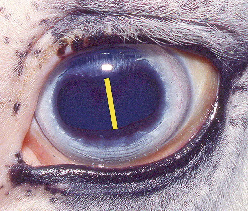 Figure 102 With this degree of bilateral pupillary dilation found in normal - фото 90