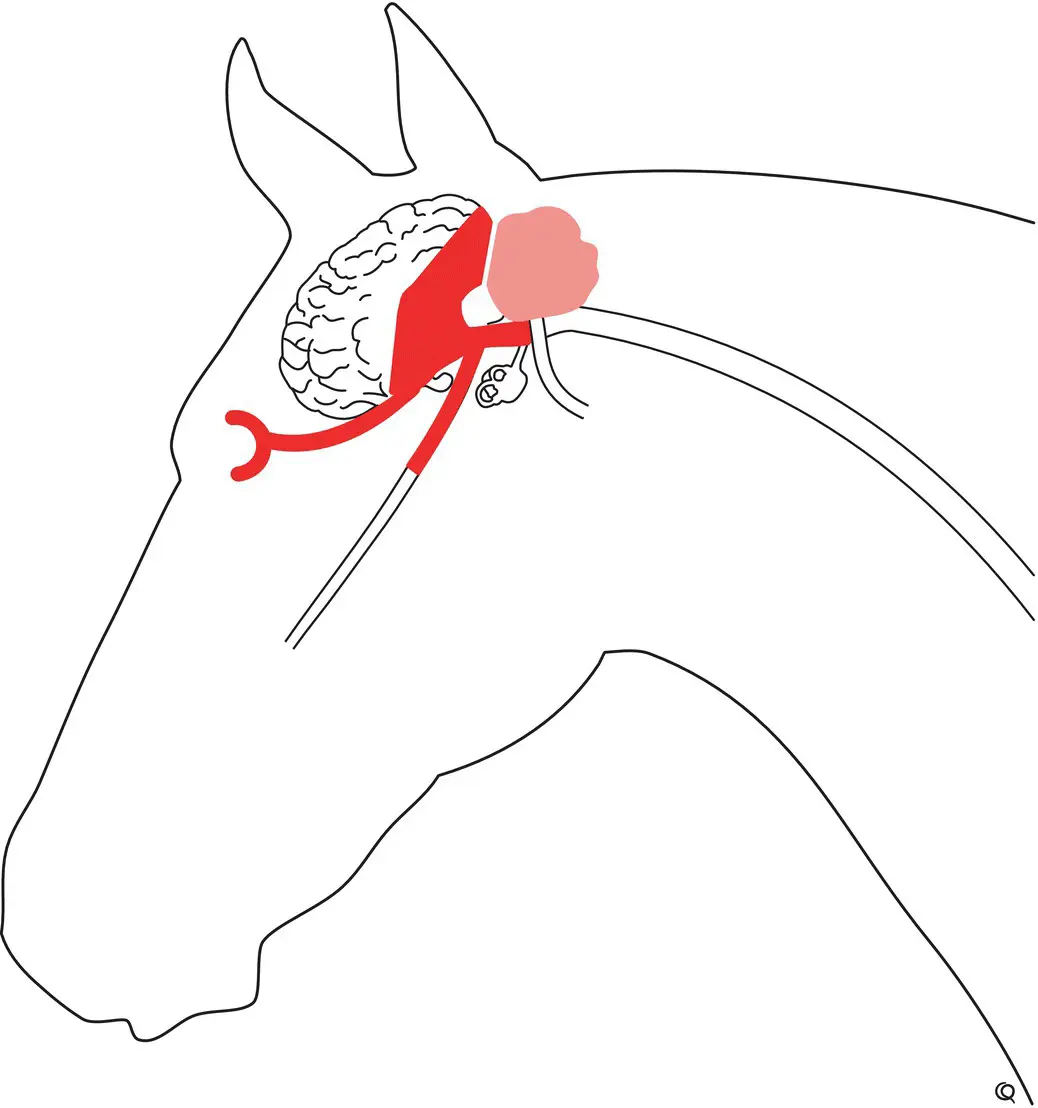 The visual and pupillary light pathways should be reviewed Figure 29 as - фото 86