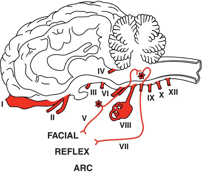 Figure 16 Some cranial nerves are involved with specialized modalities such as - фото 10