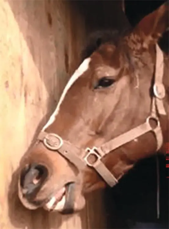 The onset of a focal or generalized seizure in large animals often begins with - фото 78