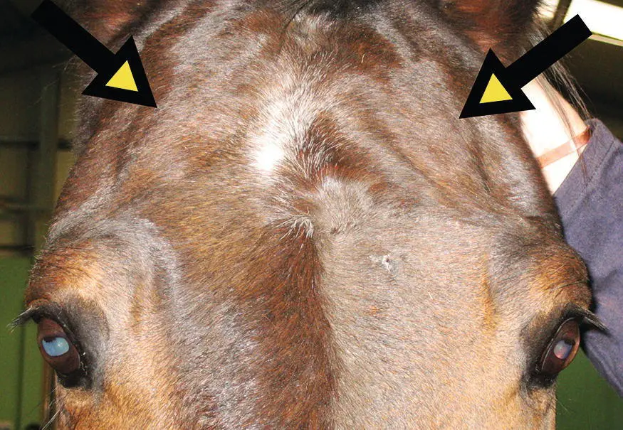 Figure 23 Many normal adult horses have slightly to moderately asymmetric - фото 16