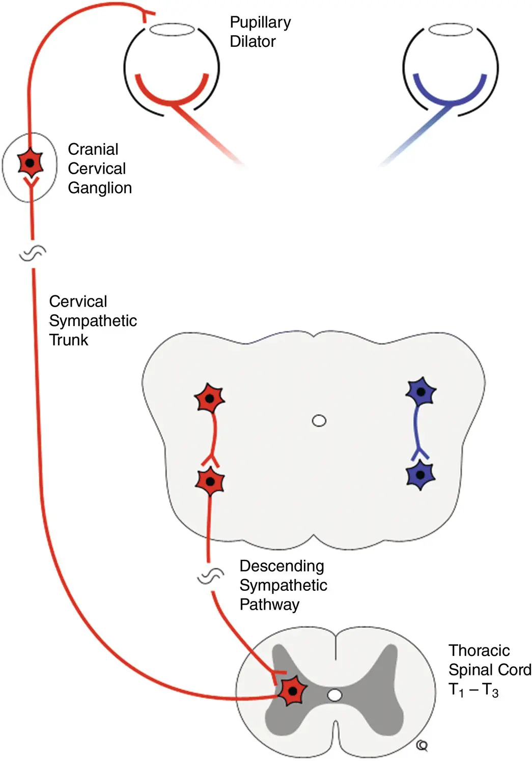 Figure 28 Ocular sympathetic pathway Figure 29 Visual and light pathways - фото 21