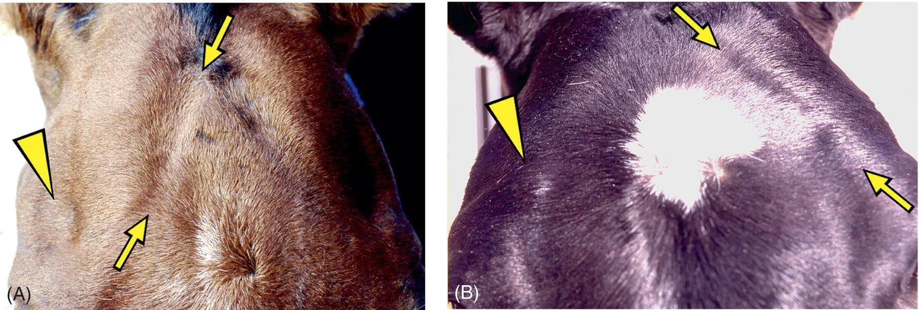 Figure 123 Large animals especially cattle that develop a jaw that does not - фото 106