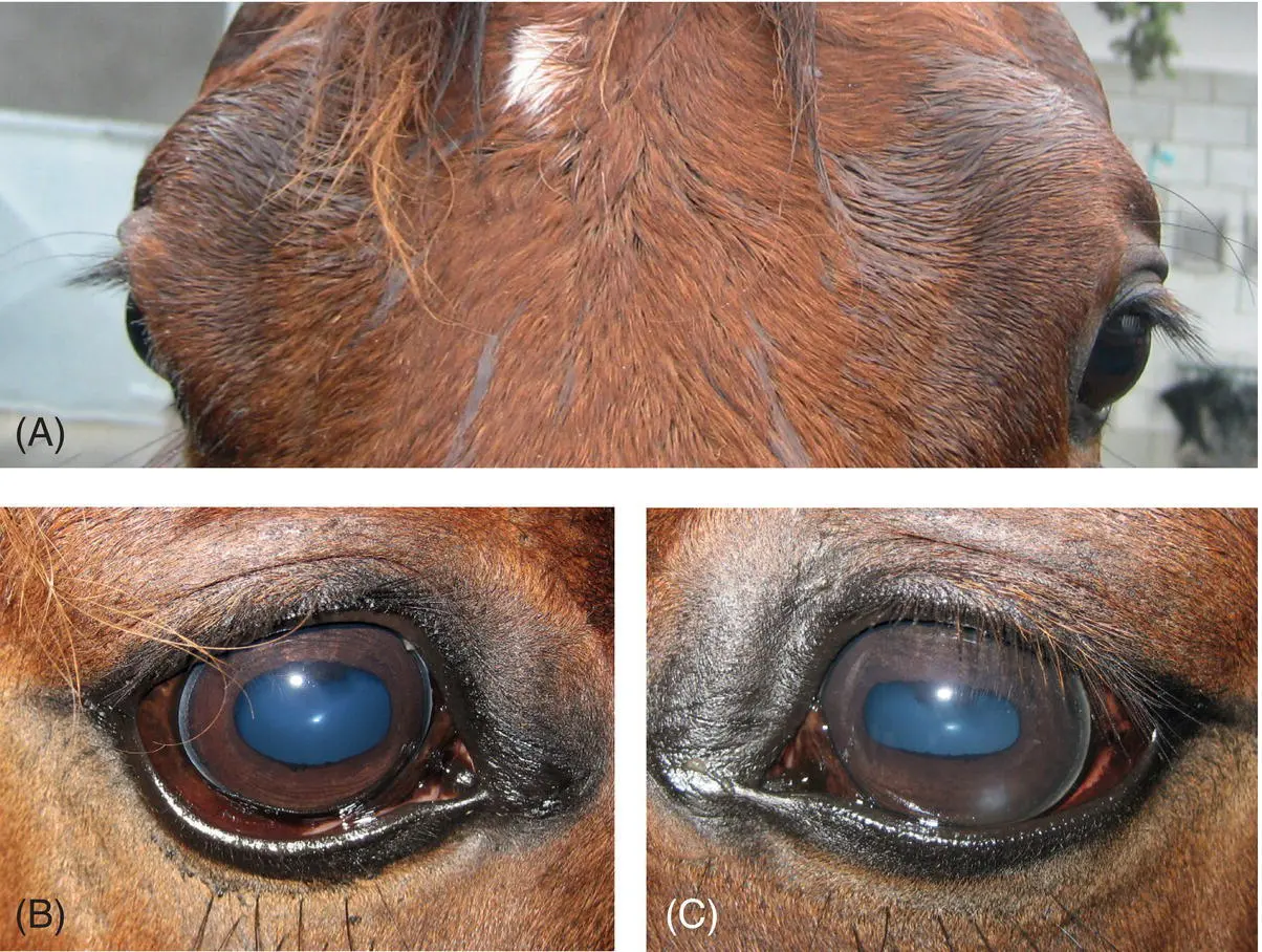 Figure 103 Left Horner syndrome present in this horse A is evident as - фото 91