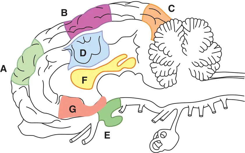 Figure 18 Functional regions of the forebrain include the frontal cortex A - фото 12