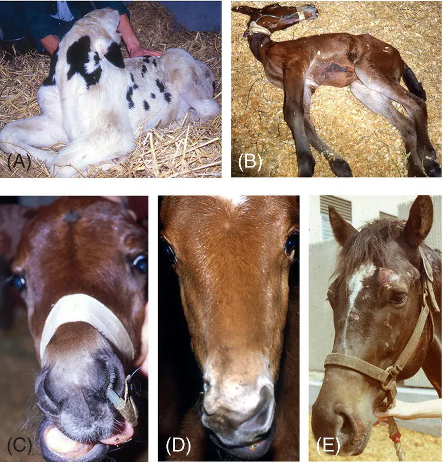 Figure 61 Most cases of seizures and epilepsy in large animals are acquired - фото 79