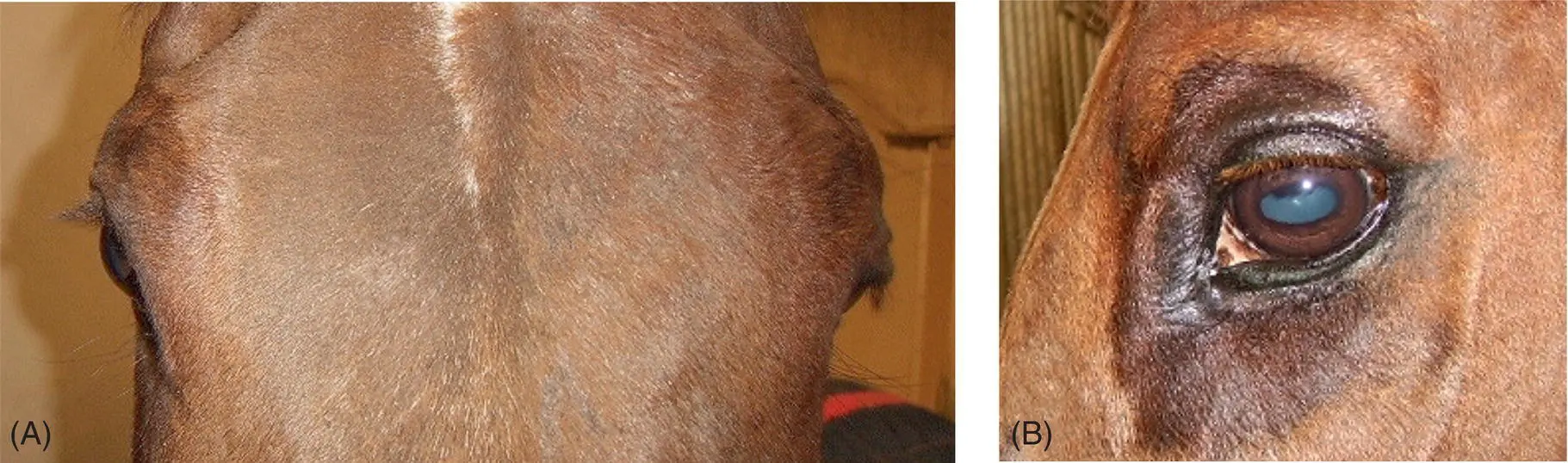 Figure 108 This horse has leftsided Horner syndrome A About 20 min - фото 96