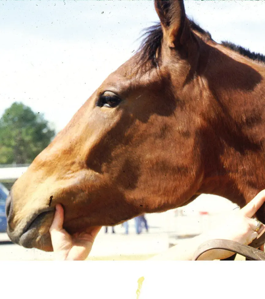 Figure 125 This horse was also suffering from S neurona encephalitis partly - фото 108