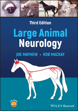 Joe Mayhew Large Animal Neurology обложка книги