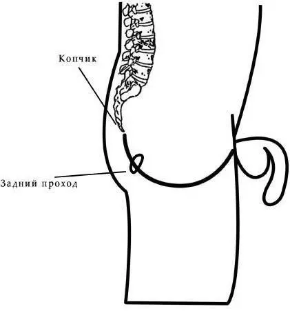 Рис 1 Рис 2 Область промежностных мышц простирается от копчика до корня - фото 1