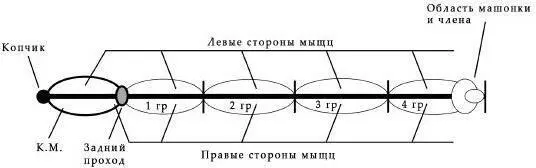 Рис 6 Это наша промежность вид как бы сверху Такой мы ее чувствуем видим - фото 6